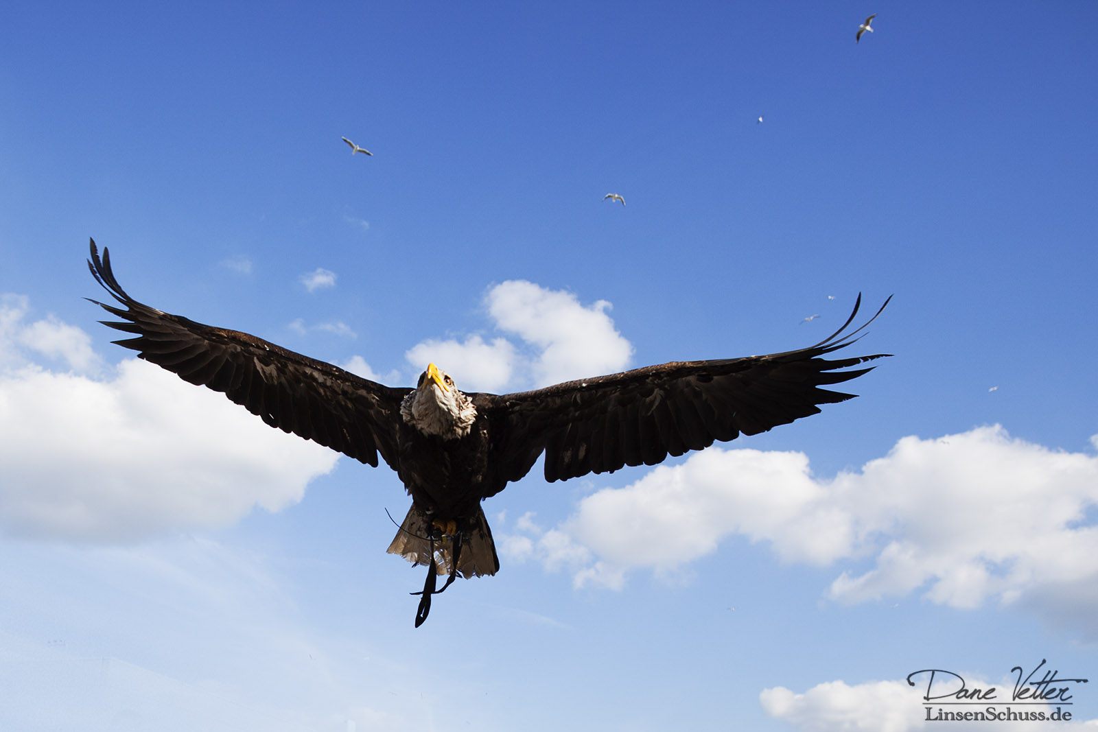Adler im Flug